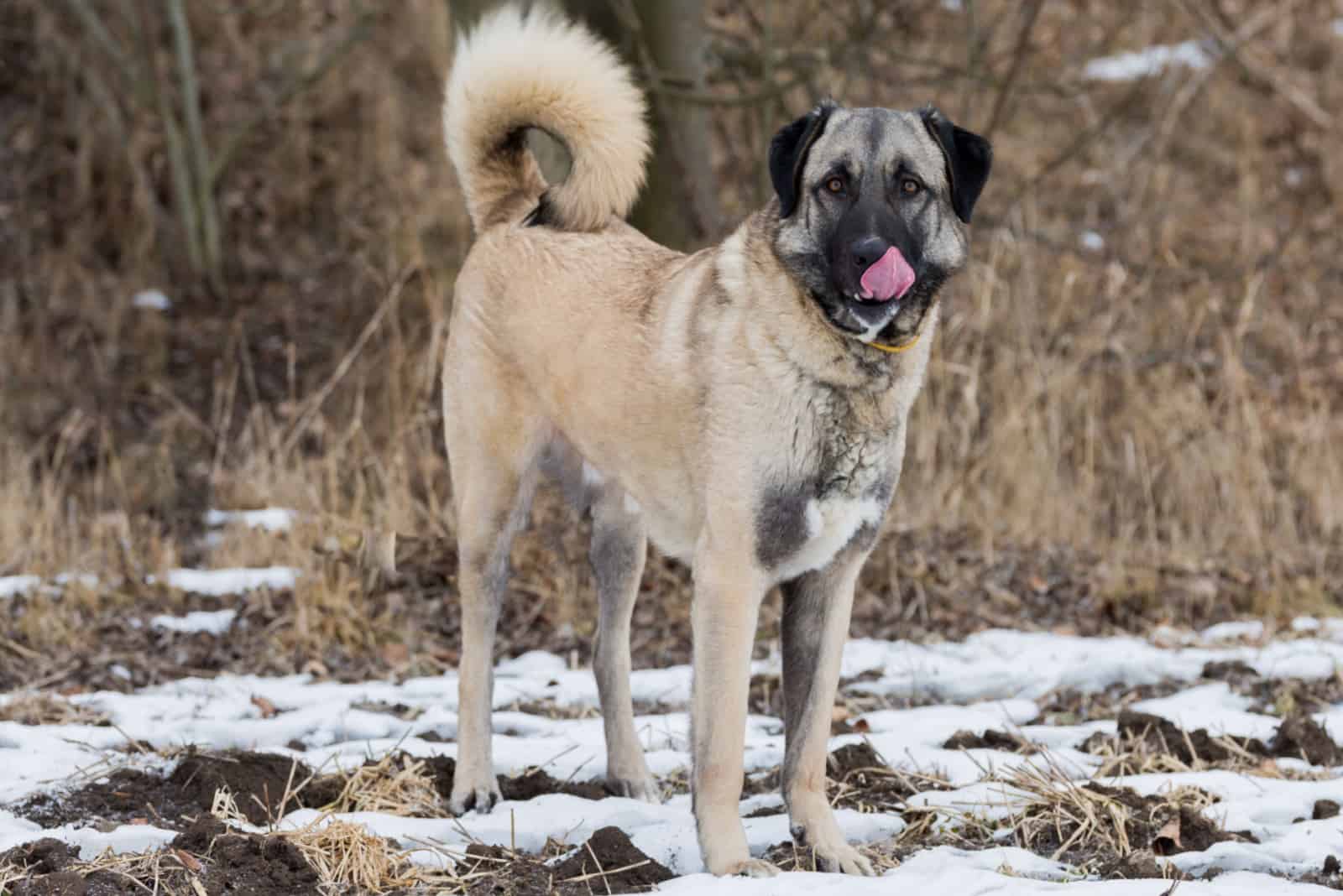 Anatolian Shepherd standing in the snow