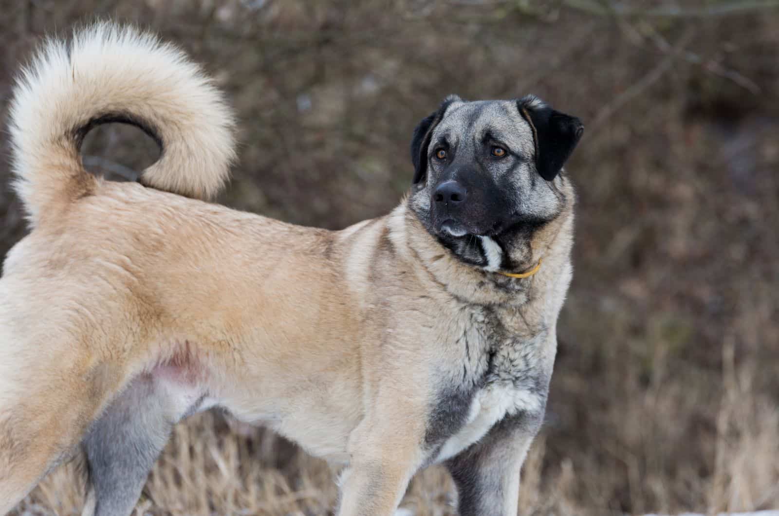 Anatolian Shepherd standing looking into distance