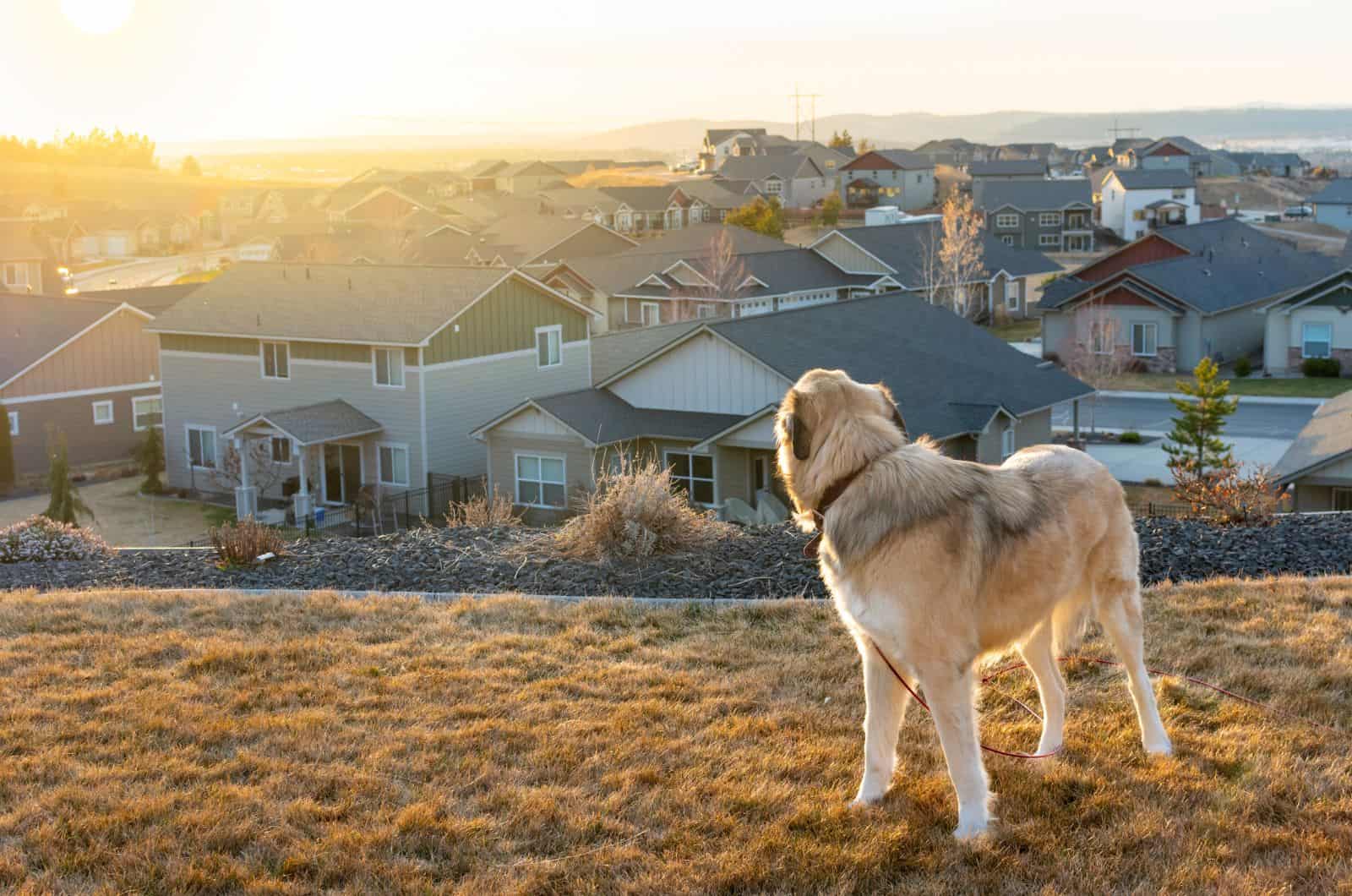 Anatolian Shepherd standing outside looking away