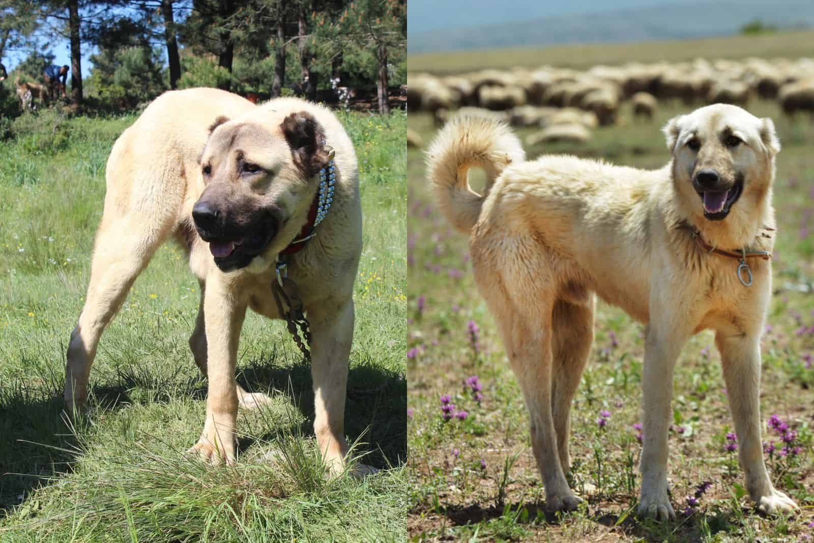 Anatolian Shepherd Vs Kangal