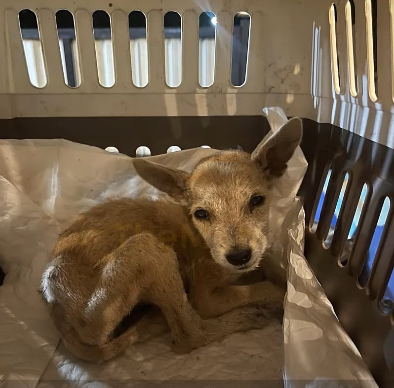 anemic dog in a cage