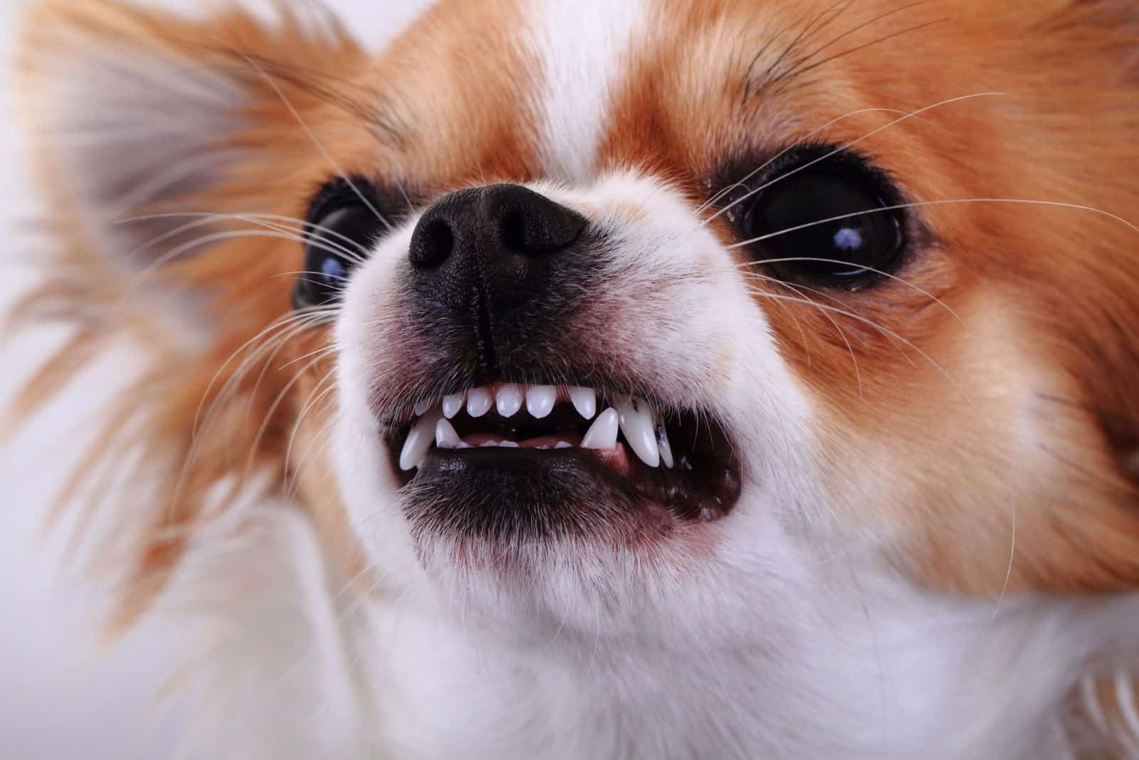 angry chihuahua snarling at the camera