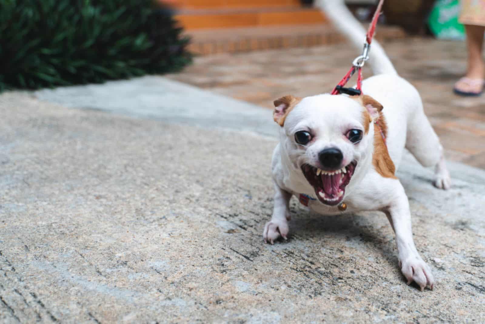 Angry dog little Chihuahua dog on the leash