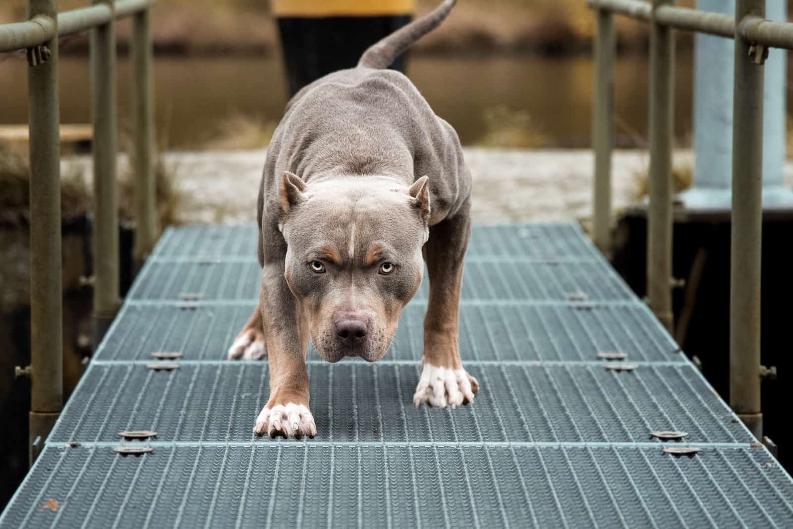 Angry Pitbull American Bully