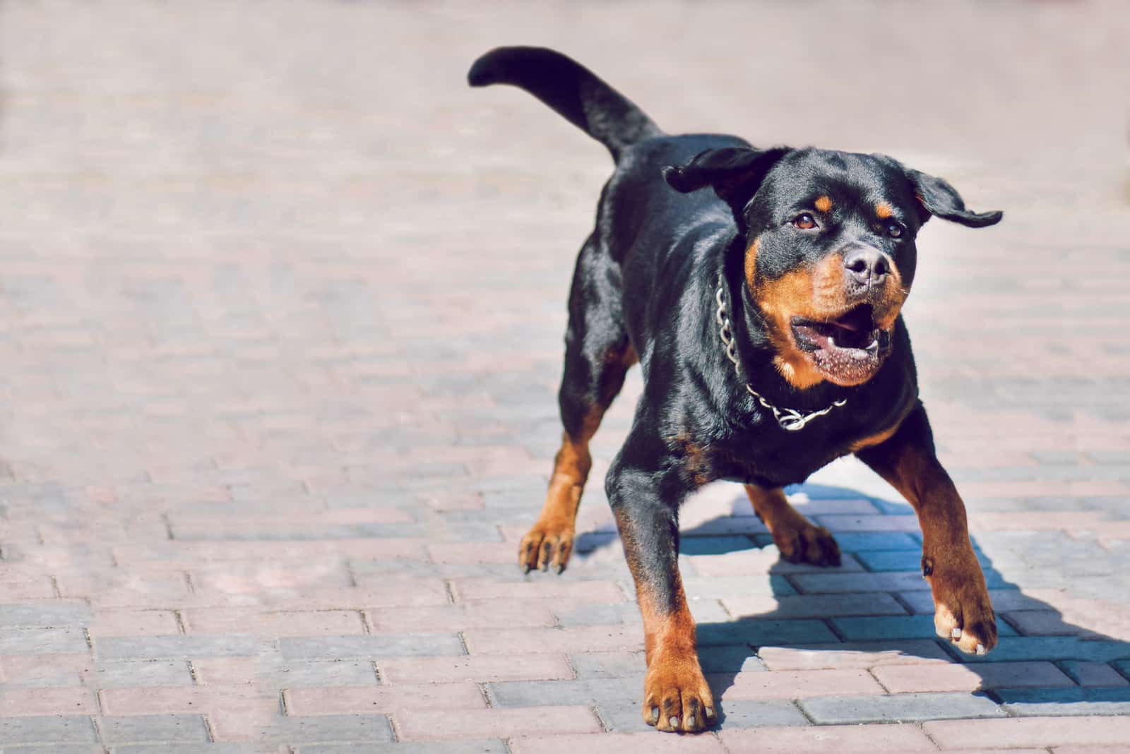 angry rottweiler dog barks