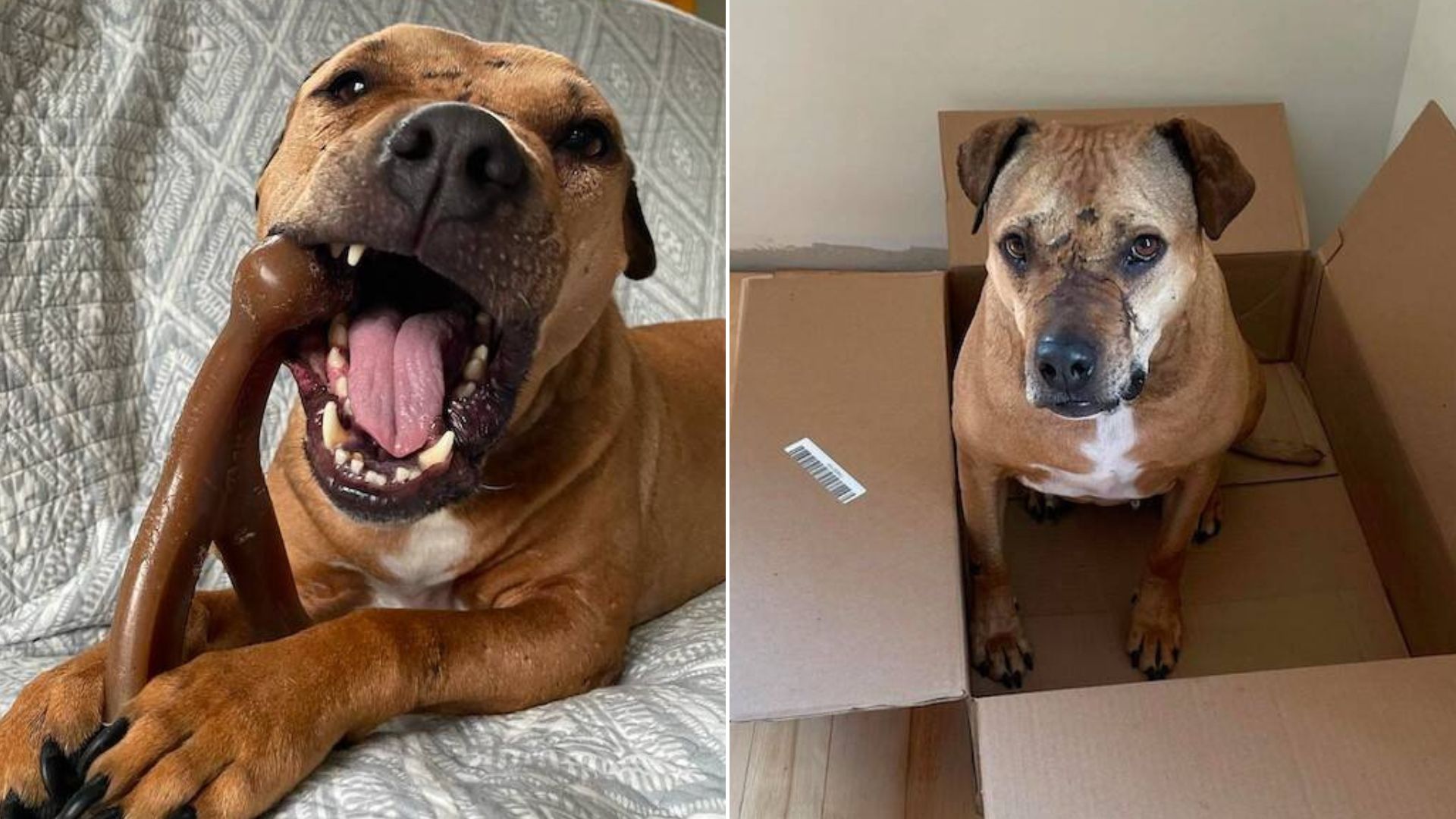 Anonymous Admirer Sends Unexpected Presents To A Rescue Dog Via Mail