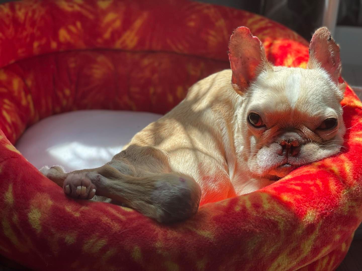 anxious dog lying in red dog bed