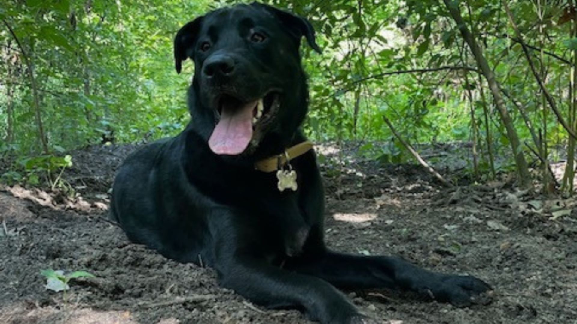 Anxious Dog Spends Year In A Kennel Waiting For Someone To Give Him A Chance