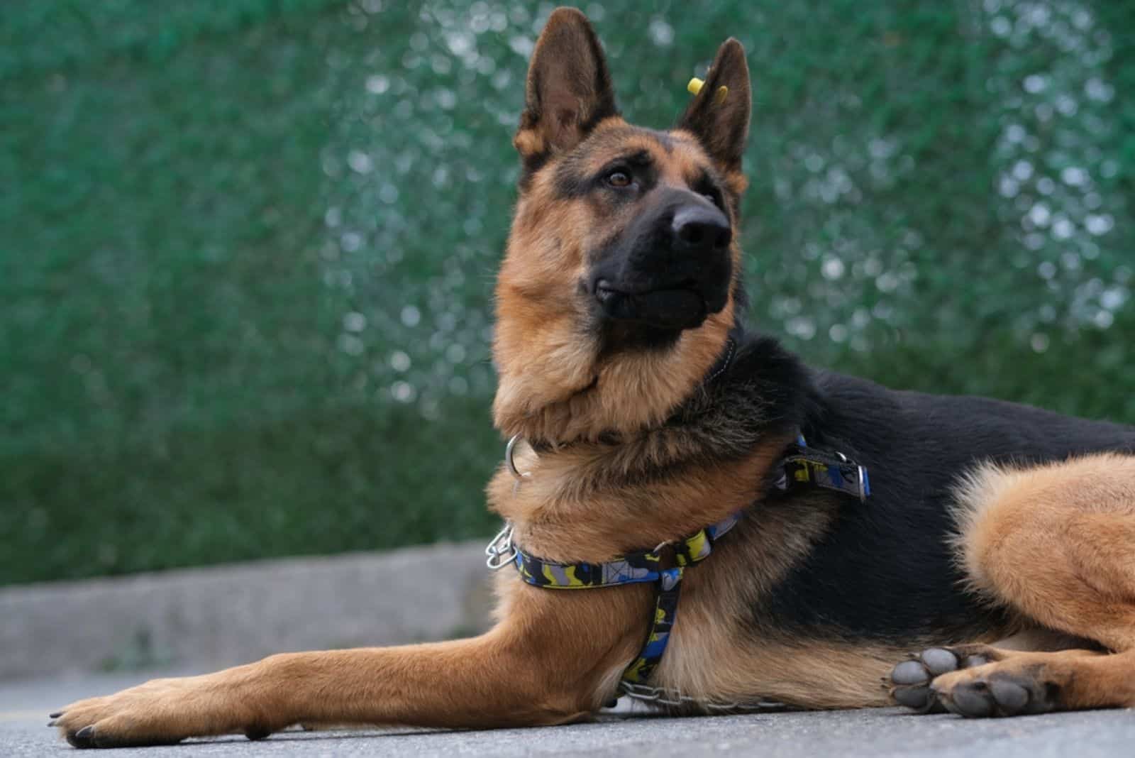 German Shepherd Checks Floor For Food Every Time He Hears ‘Oops’ 