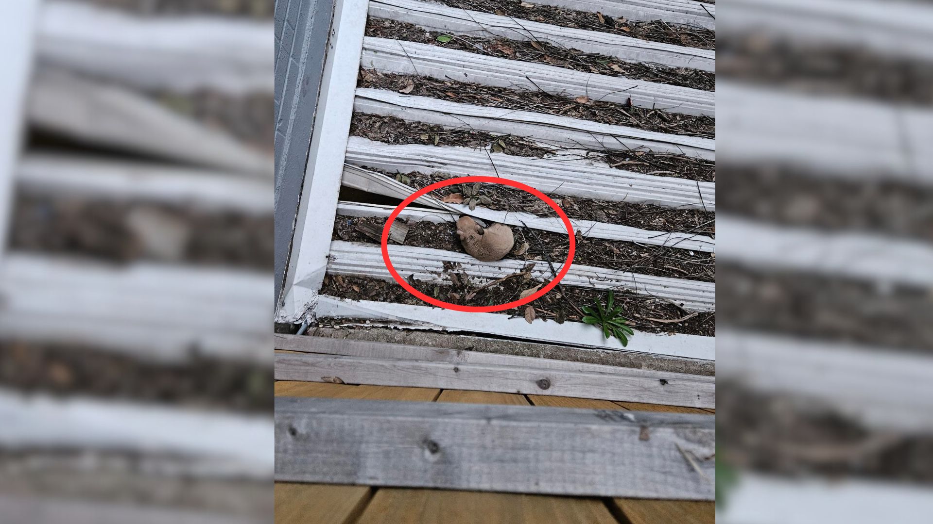 Apartment Complex Residents Discover A Tiny Furry Baby Stuck On A Decayed Roof