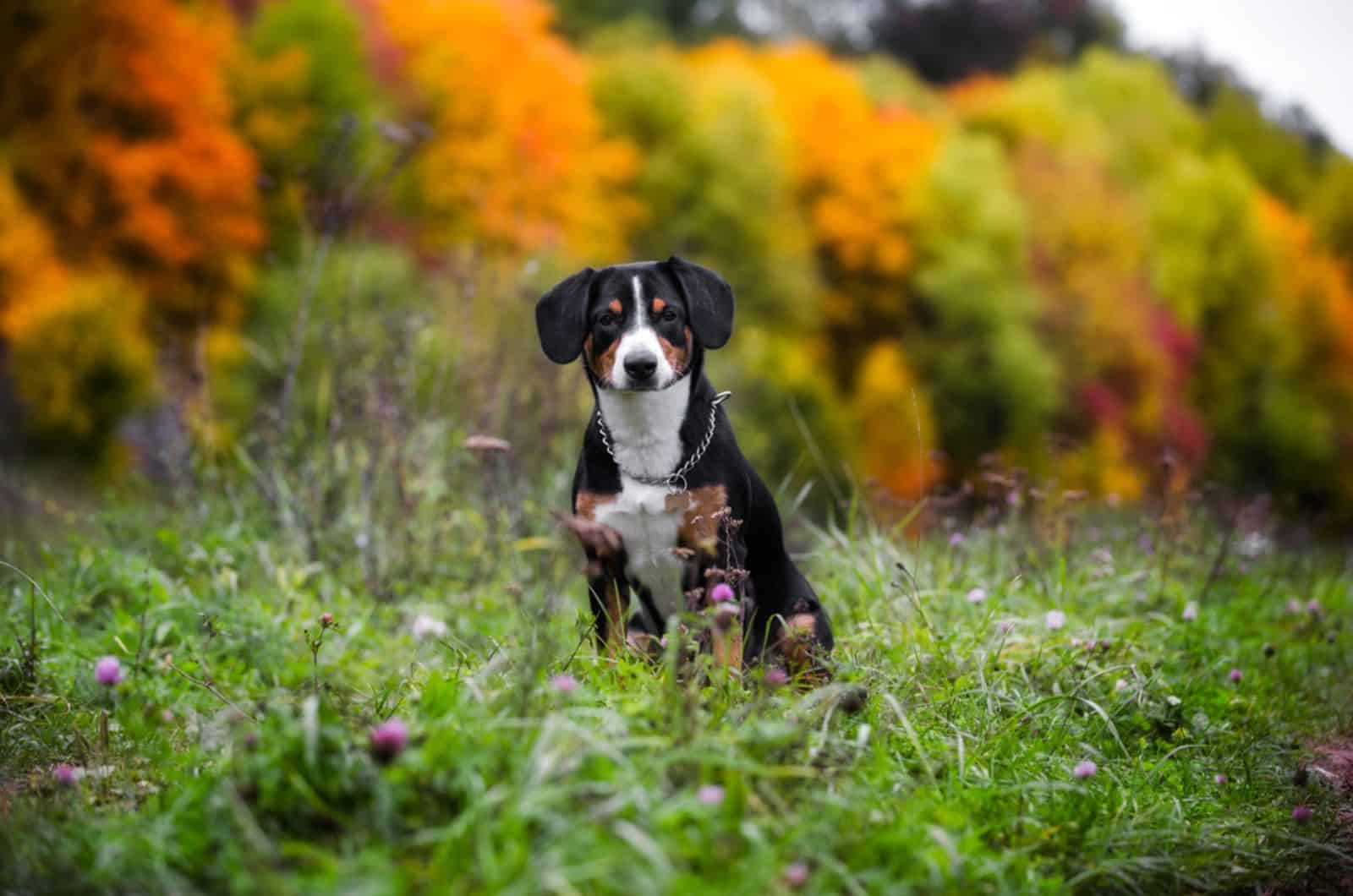 appenzeller sennenhund dog in nature