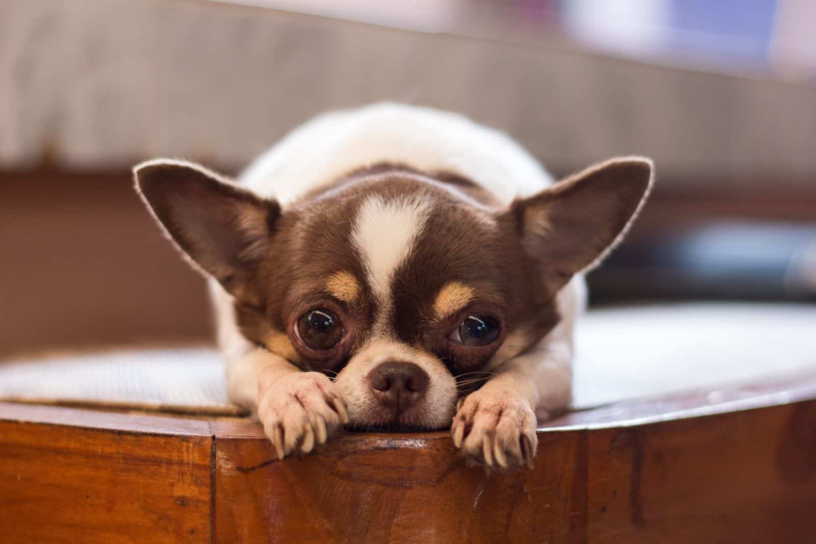 apple head chihuahua