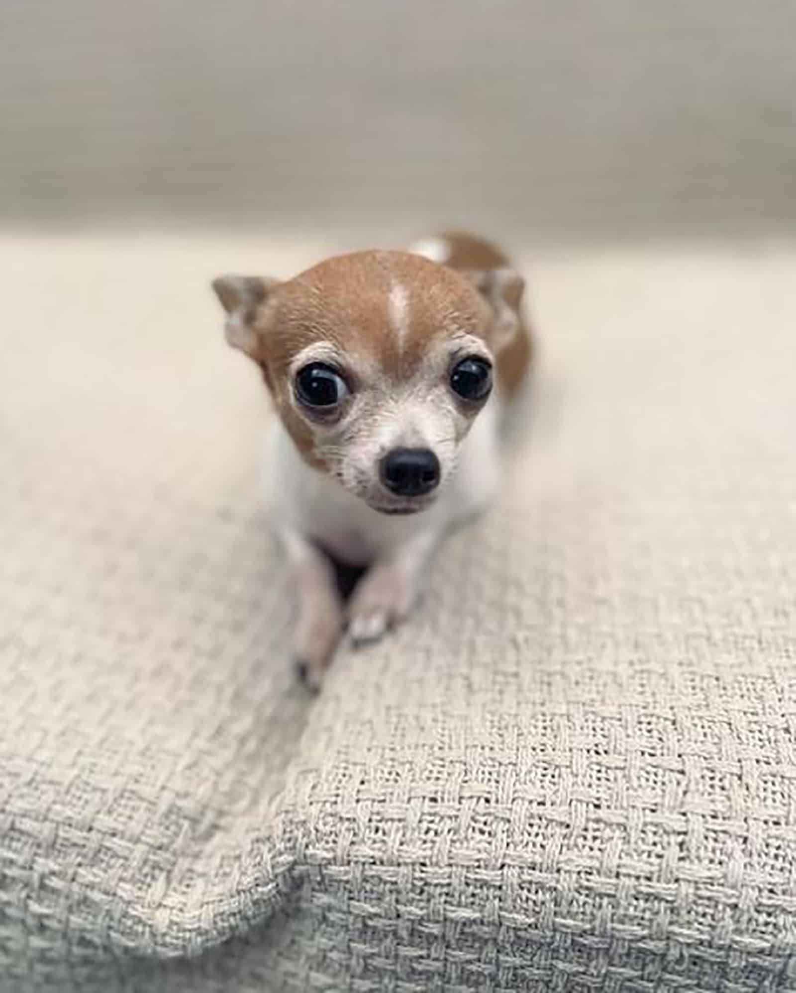 applehead teacup chihuahua