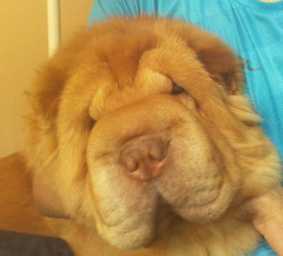 Apricot Bear Coat Shar Pei portrait