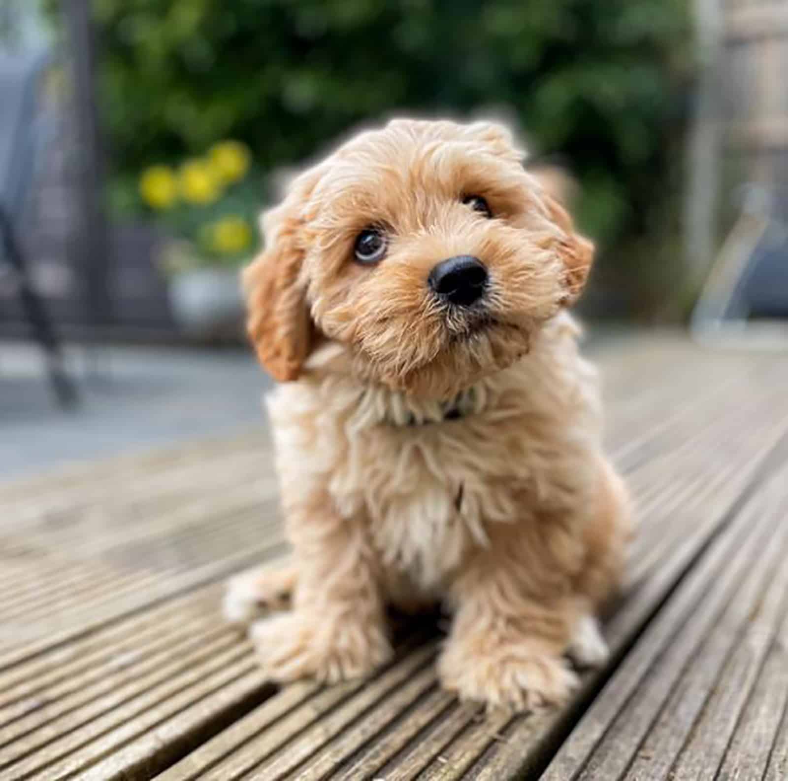 apricot cavachon dog sitting outdoors