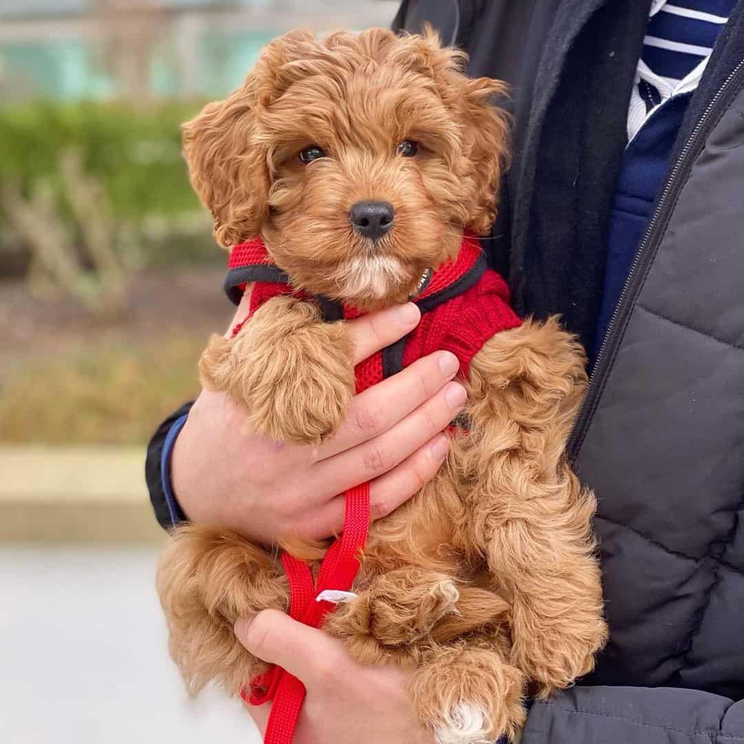 apricot cavapoo