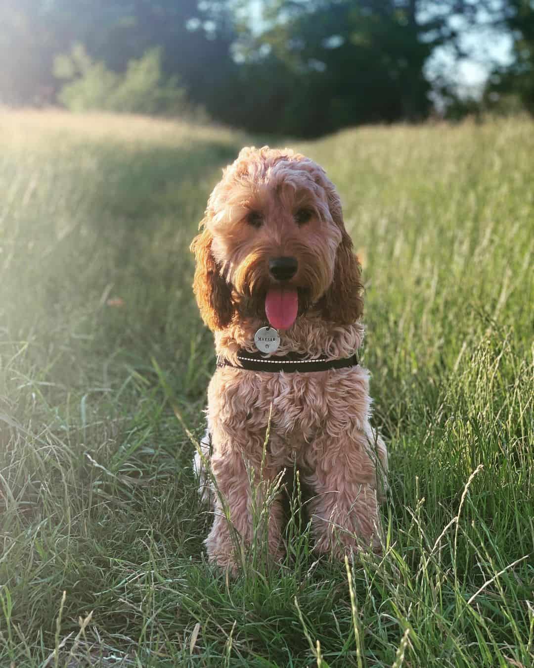 apricot cockapoo