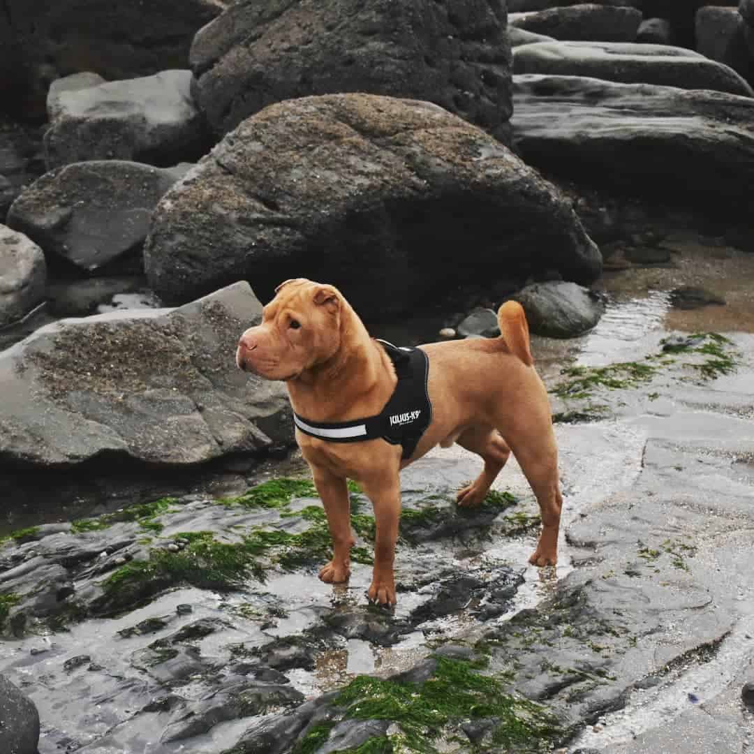 Apricot Dilute Shar-Pei