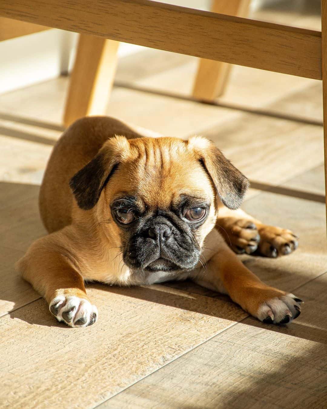 apricot pug puppy