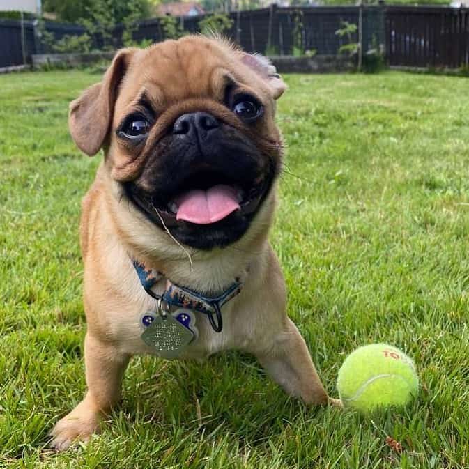 apricot pug smiling