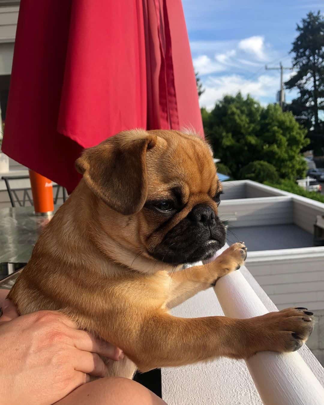 apricot puppy being held by owner