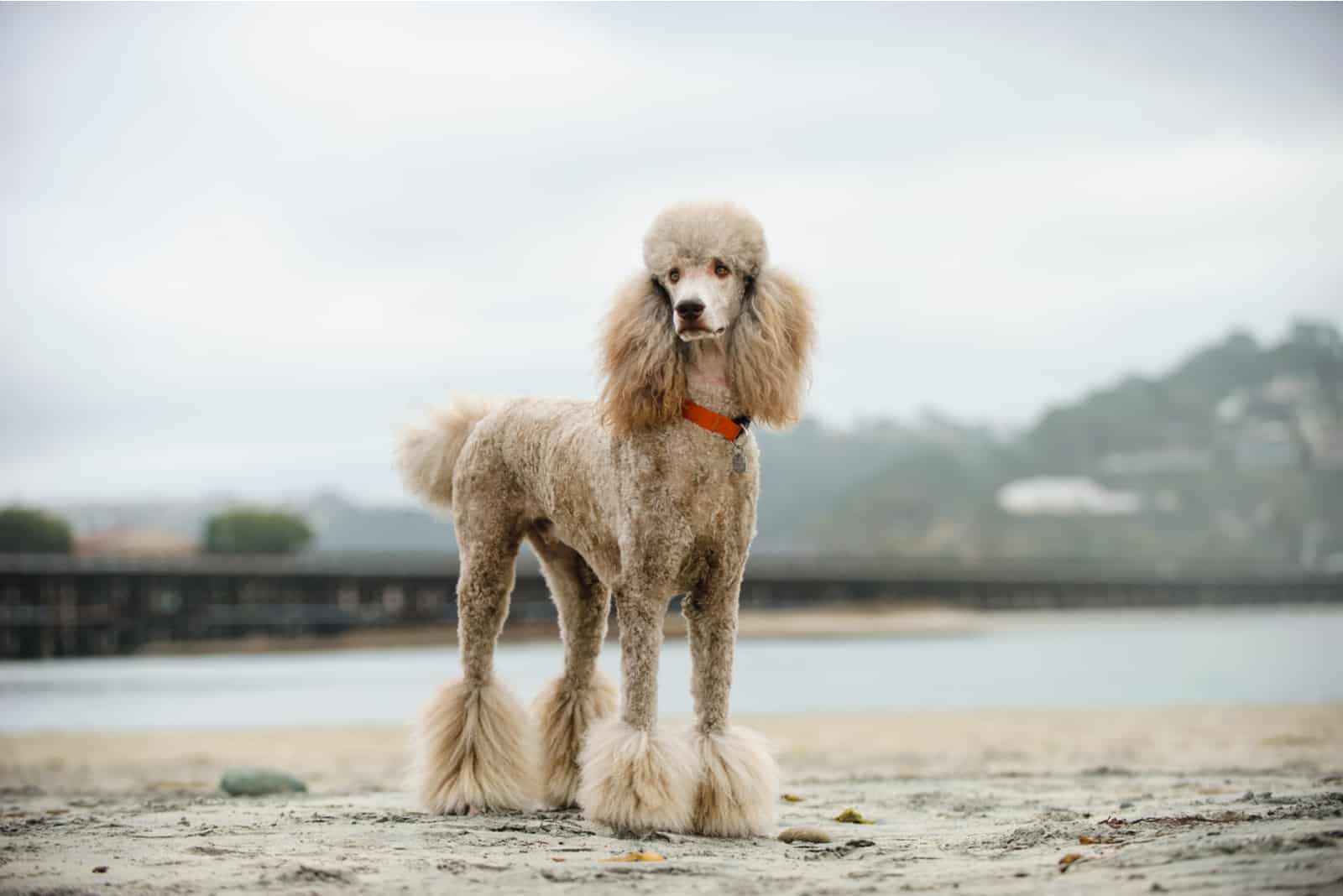 Apricot Standard Poodle dog