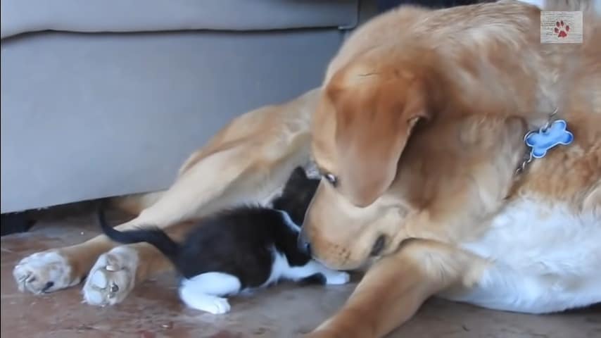 aragorn being a foster dad for the kittens