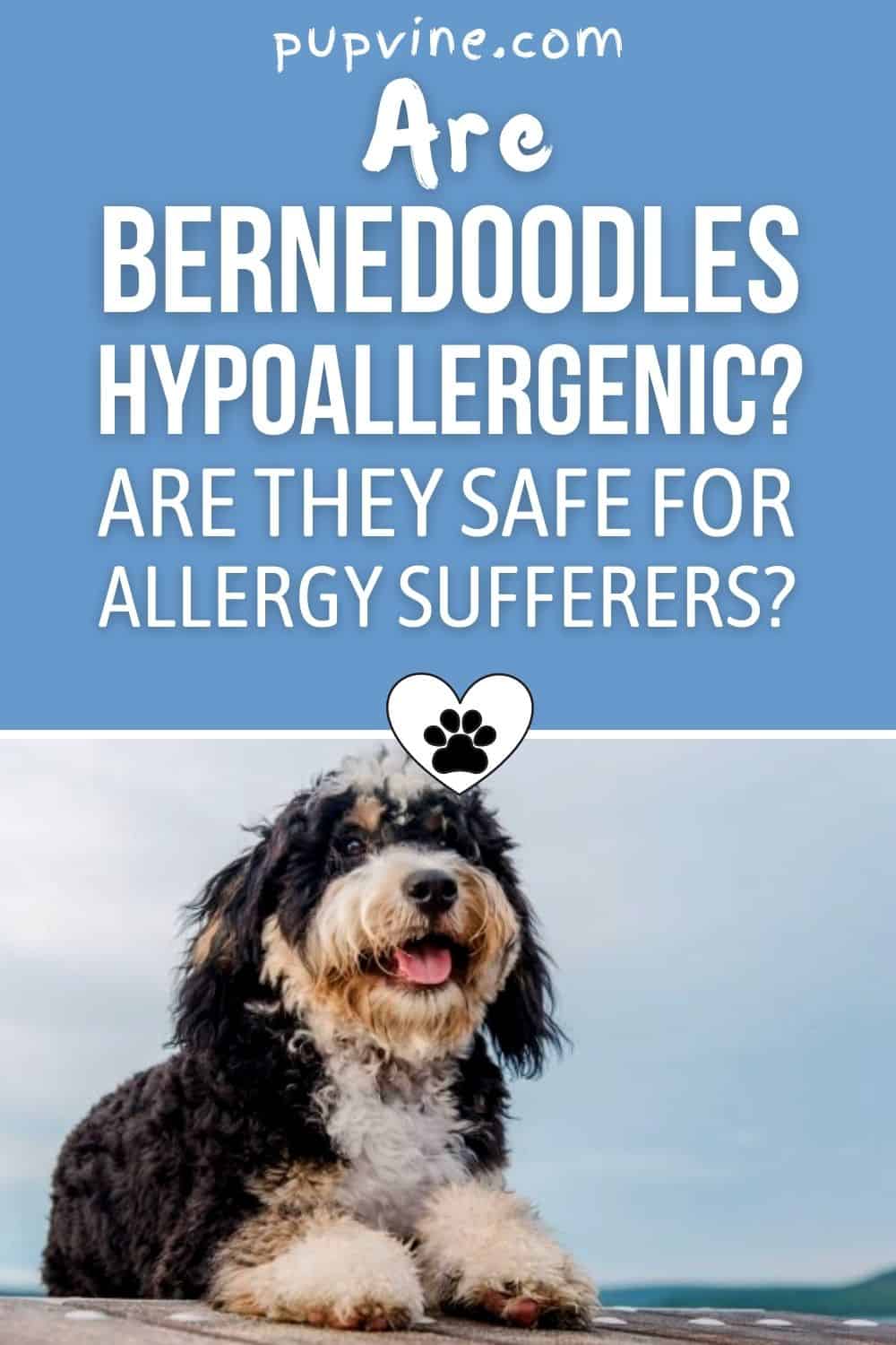 Are Bernedoodles Hypoallergenic? Are They Safe For Allergy Sufferers?