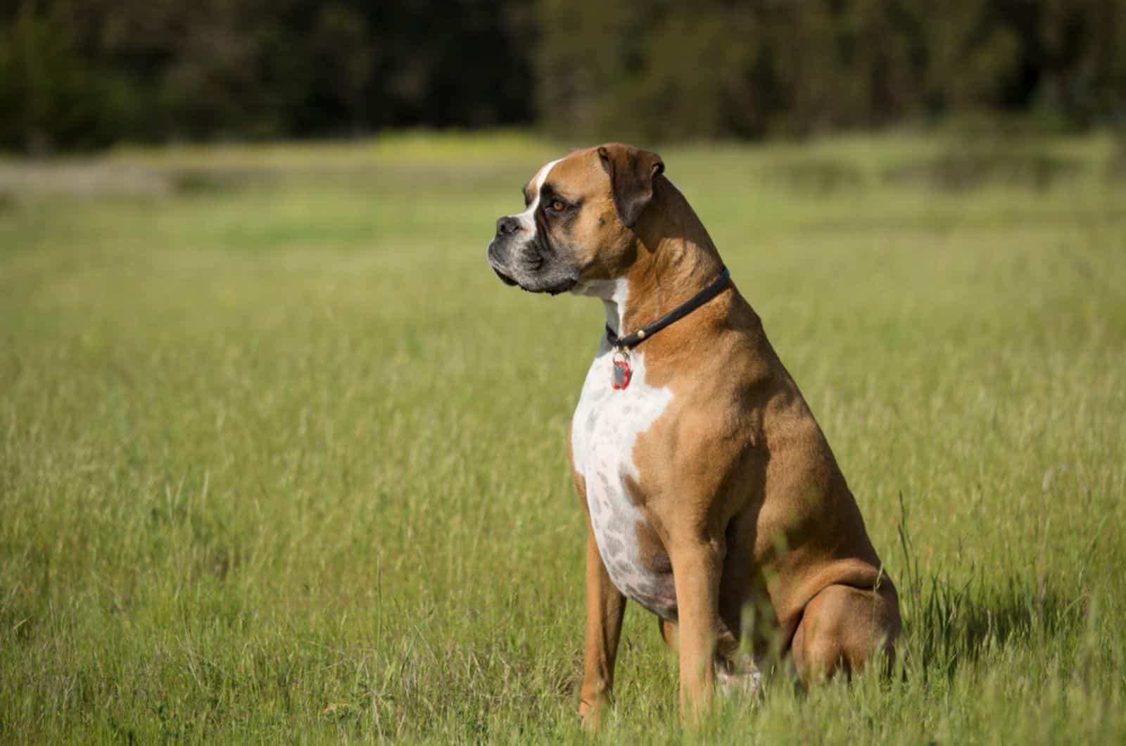 Are Boxers Banned In USA? Discussing Are These Dogs Eligible