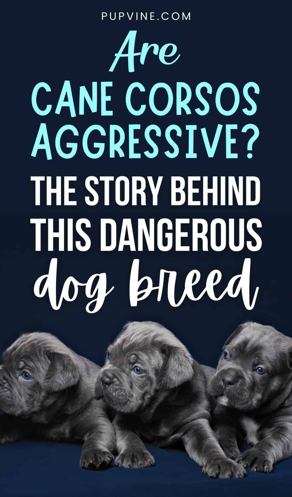 Are Cane Corsos Aggressive The Story Behind This Dangerous Dog Breed