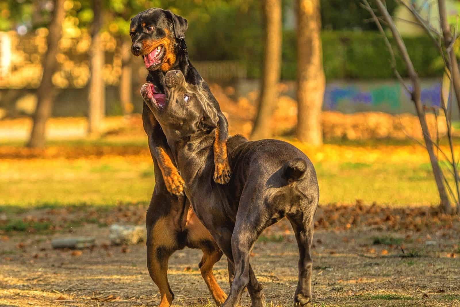 Are Cane Corsos Aggressive? The Story Behind This Dog Breed