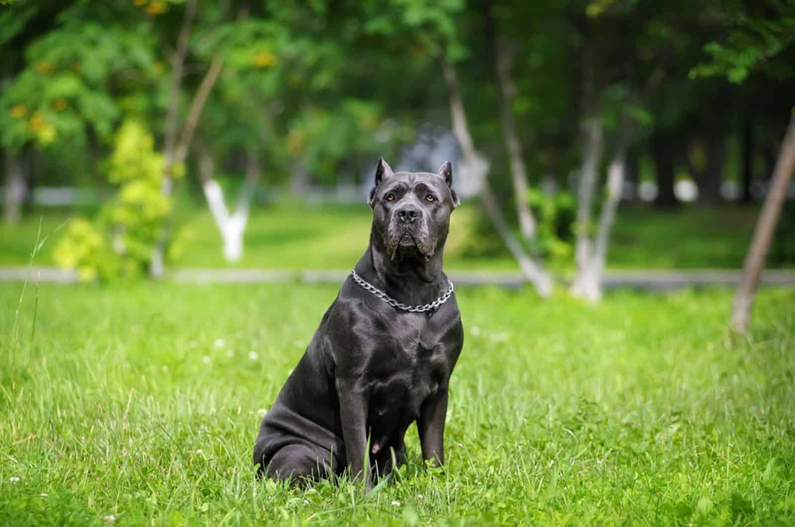 Are Cane Corsos Banned In USA? Explaining This Prohibition