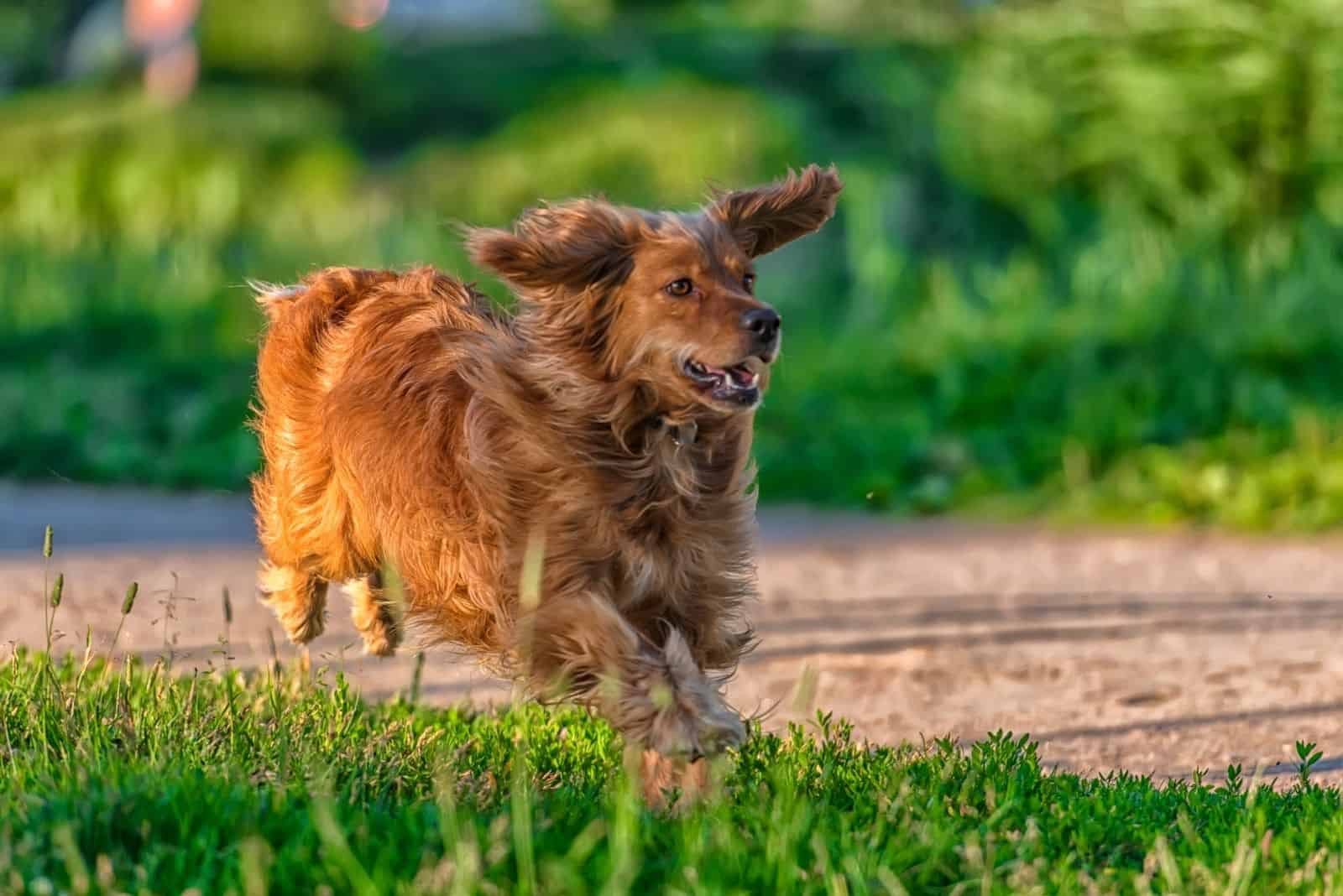 Are Cocker Spaniels Aggressive? Tips For Obedience Training