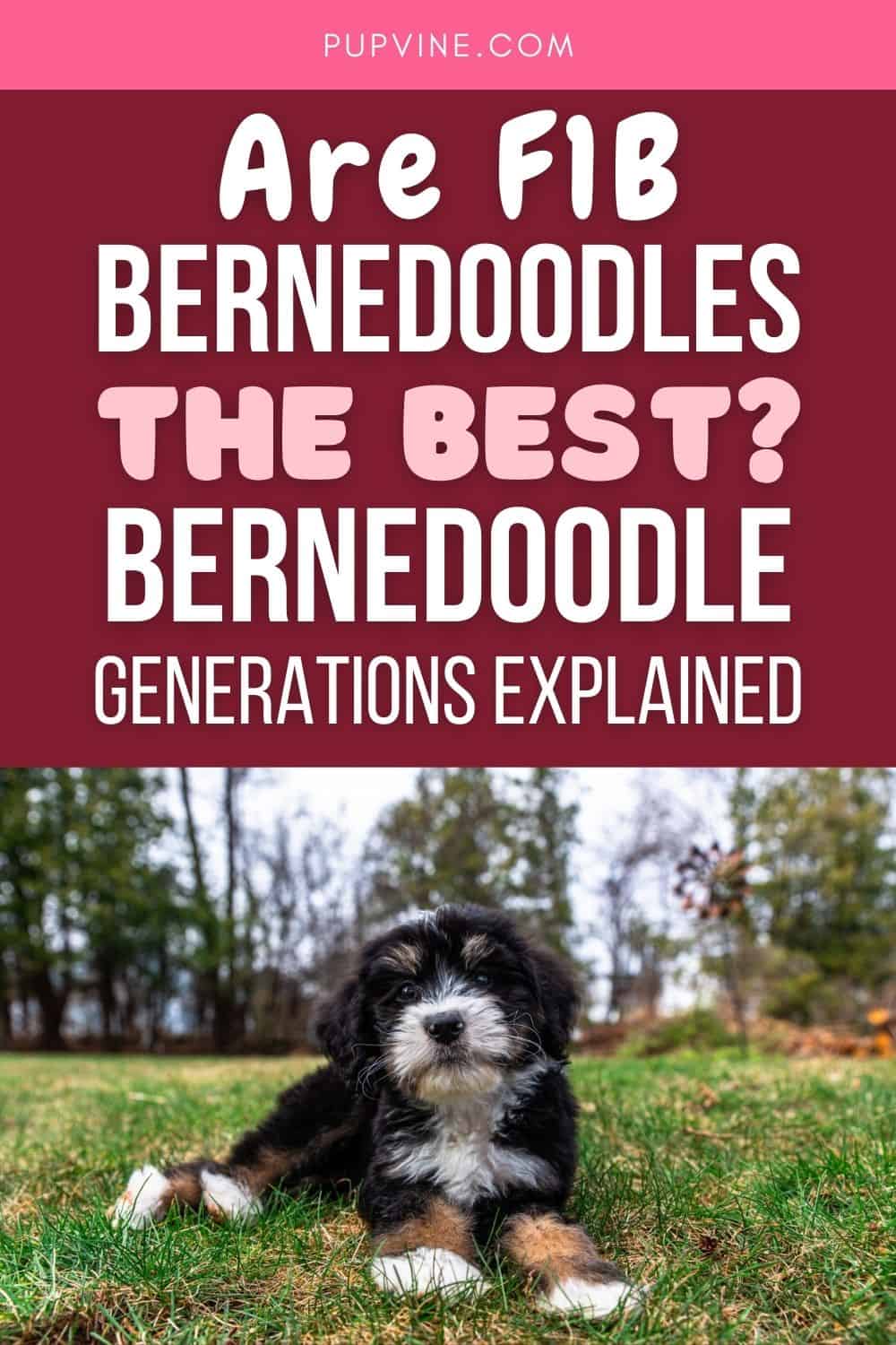 Are F1B Bernedoodles The Best? Bernedoodle Generations Explained