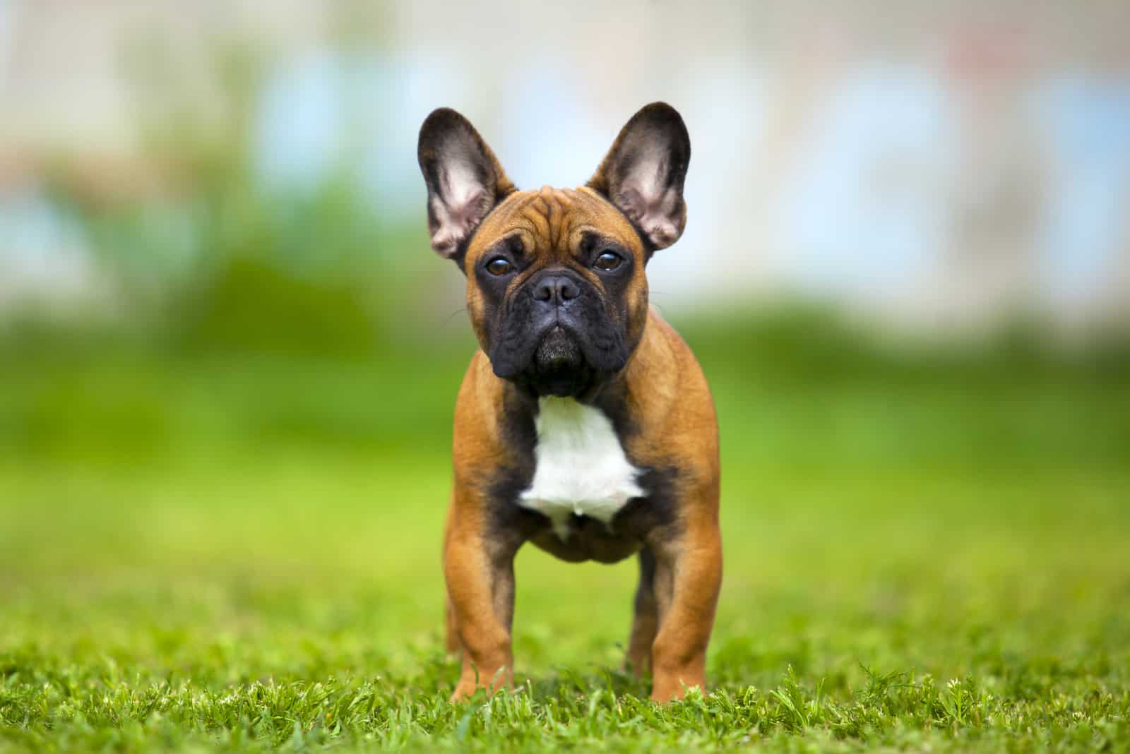 Are French Bulldogs Aggressive? Understanding Frenchie’s Behavior