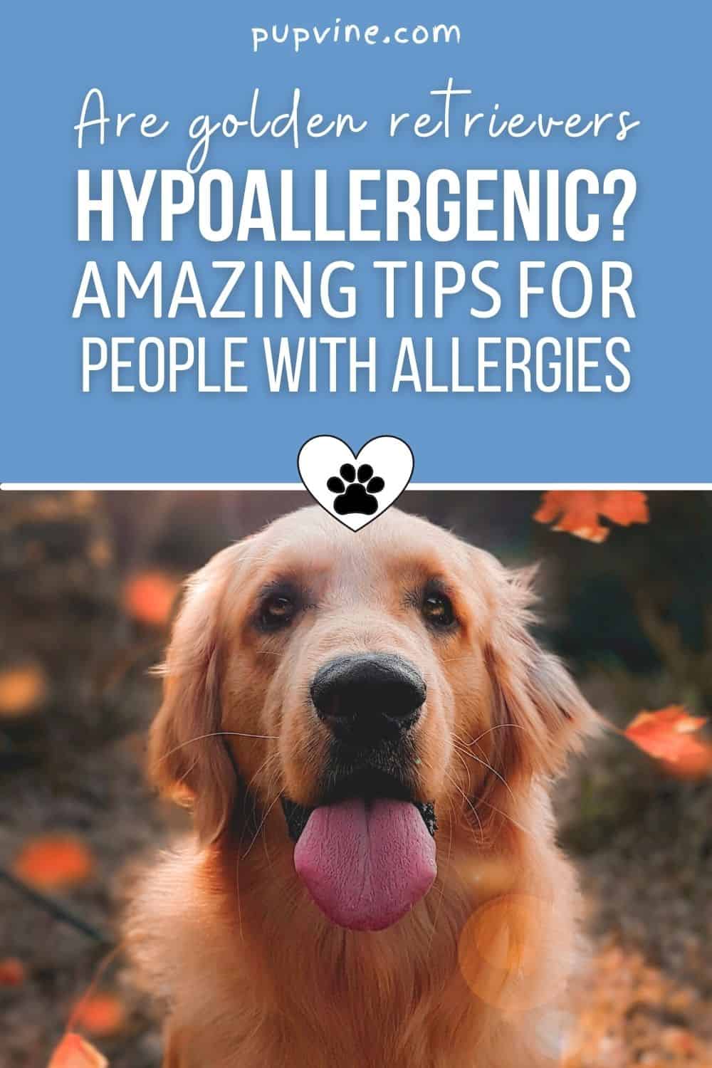 Are Golden Retrievers Hypoallergenic? Amazing Tips For People With Allergies