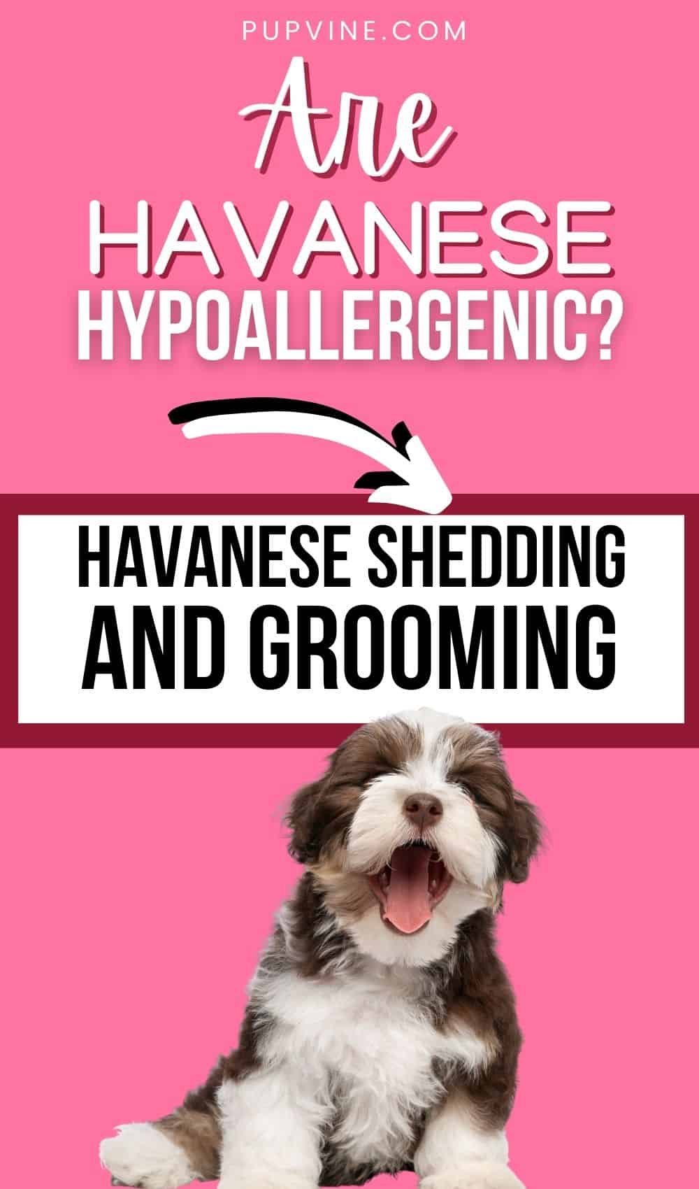 Are Havanese Hypoallergenic? Havanese Shedding And Grooming