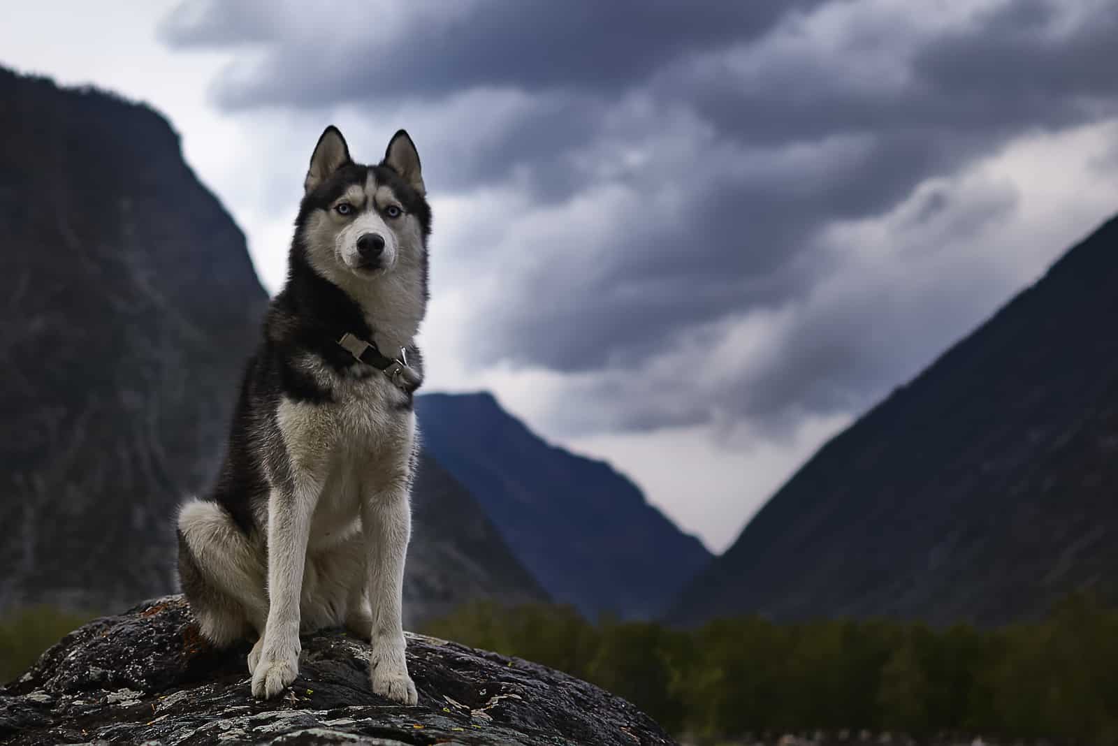 Are Huskies Aggressive? Dogs’ Behavioral Issues Explained