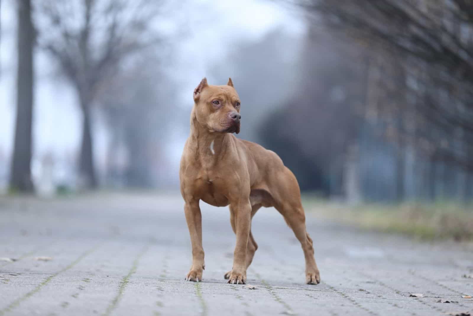 Are Pitbulls Banned In The USA? The Ugly Truth