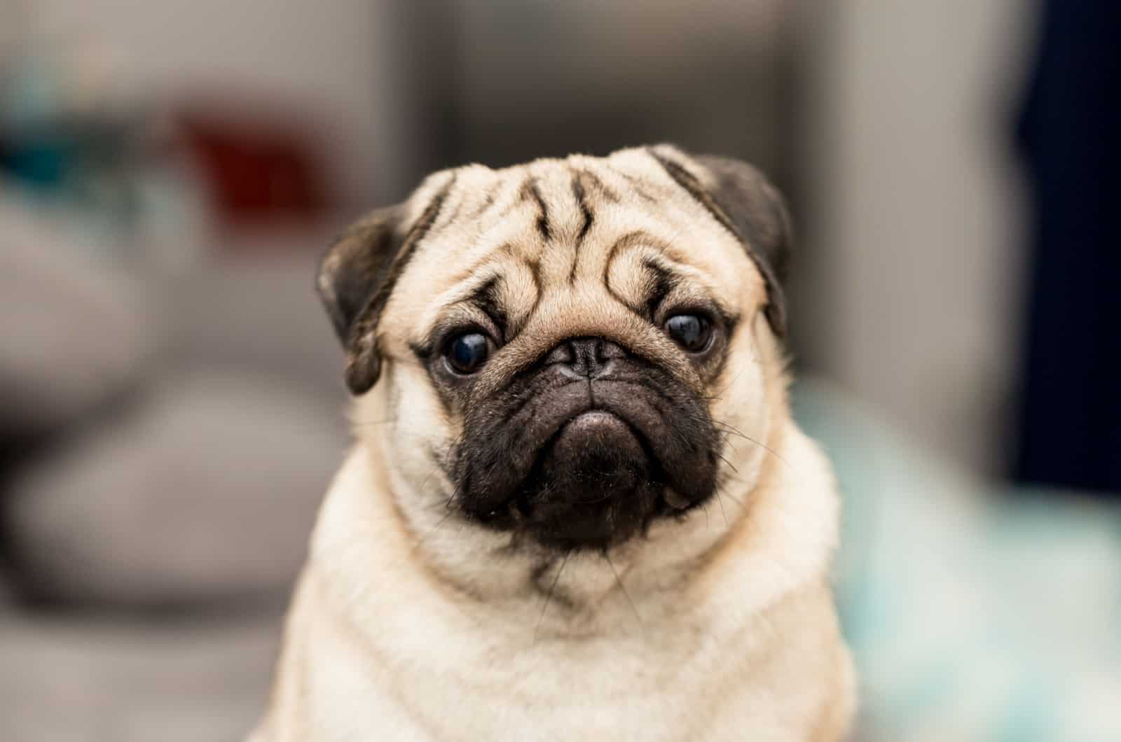 Are Pugs Aggressive? ( 5 Reasons, Signs, And Prevention )