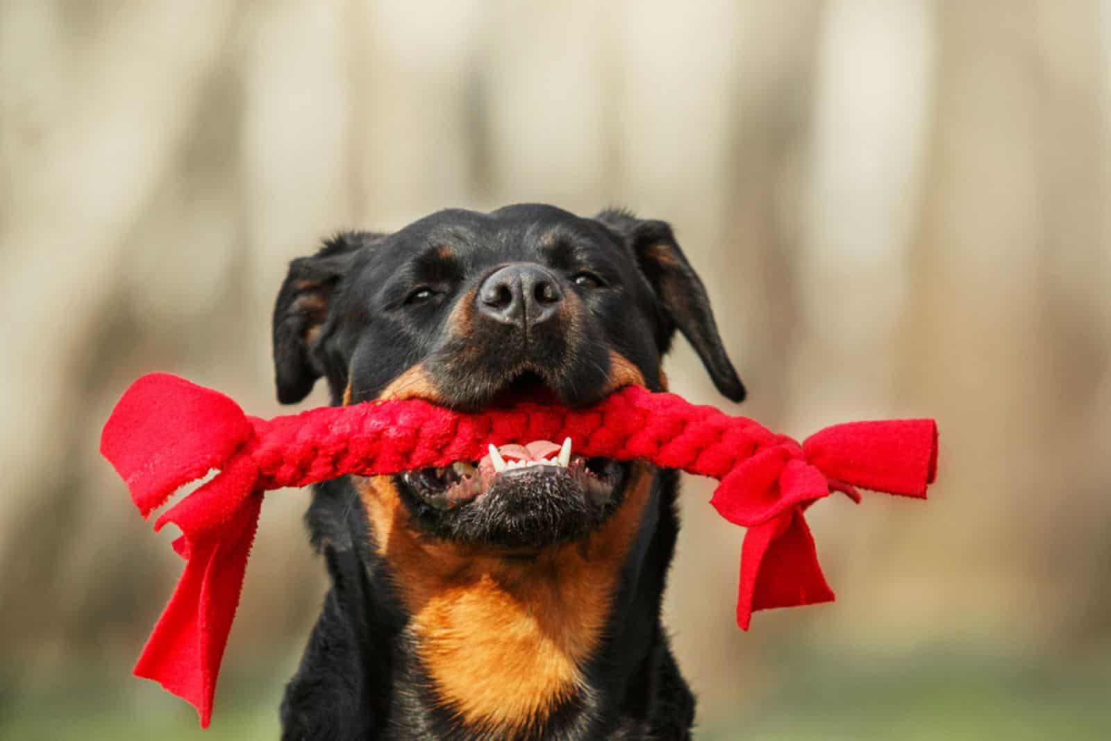 Are Red Rottweilers A Red Flag For Rottweiler Lovers?