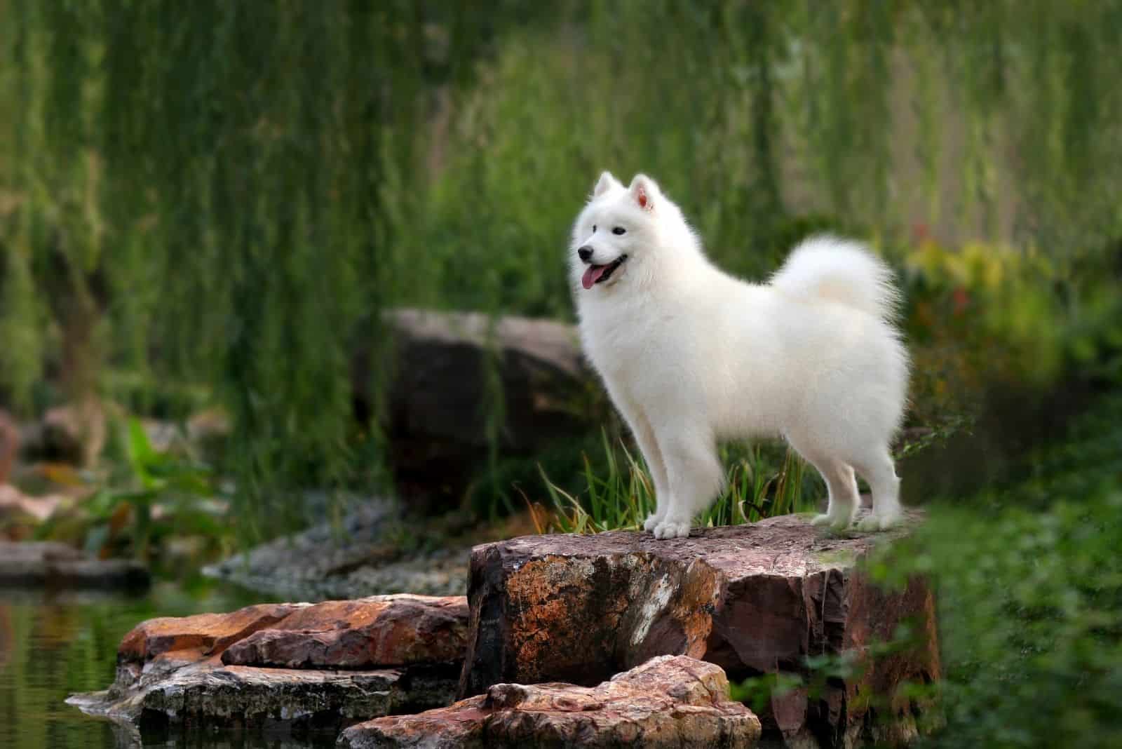 Are Samoyeds Aggressive? Unpacking The Samoyed Character