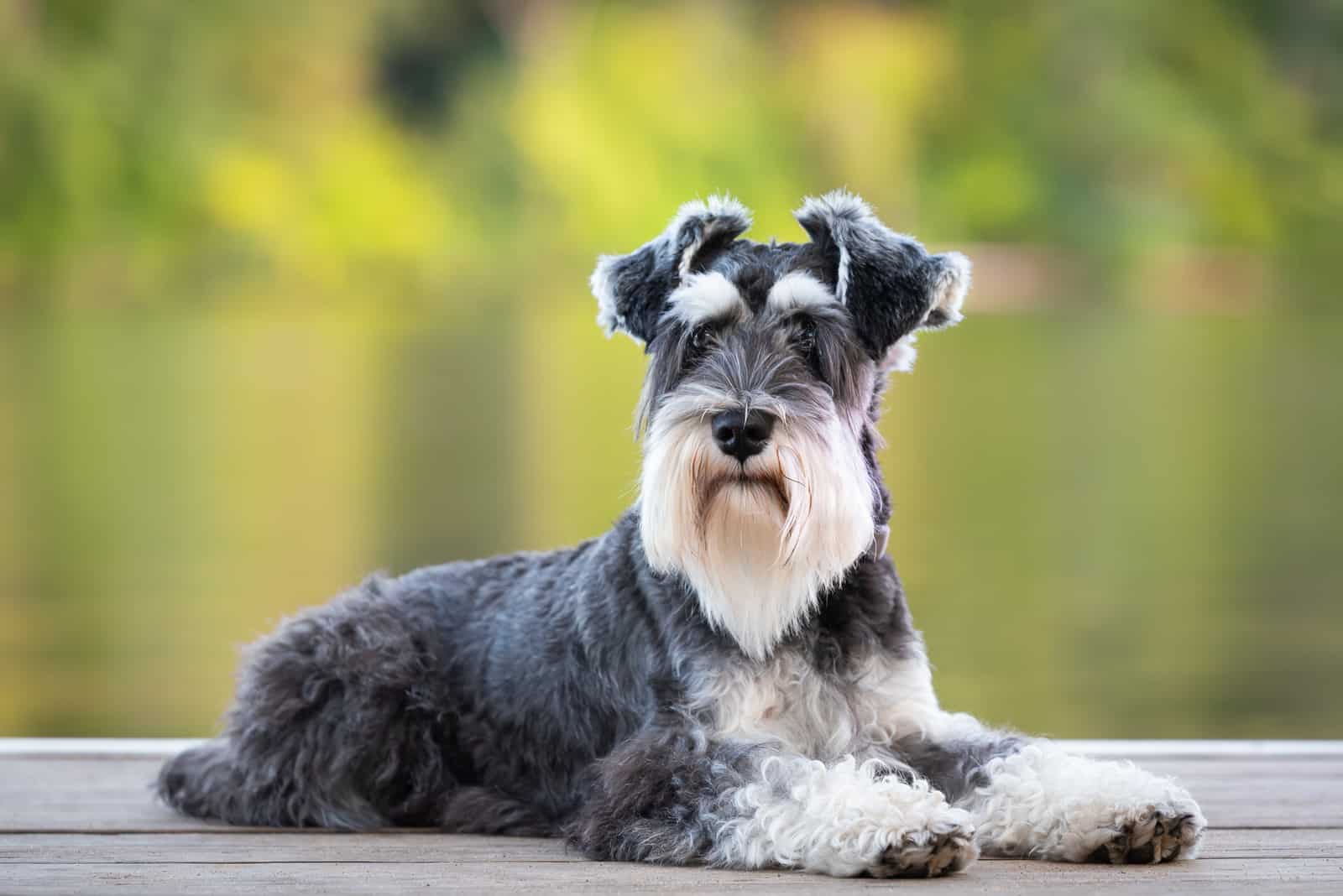 Are Schnauzers Hypoallergenic? Dog Shedding And Allergies