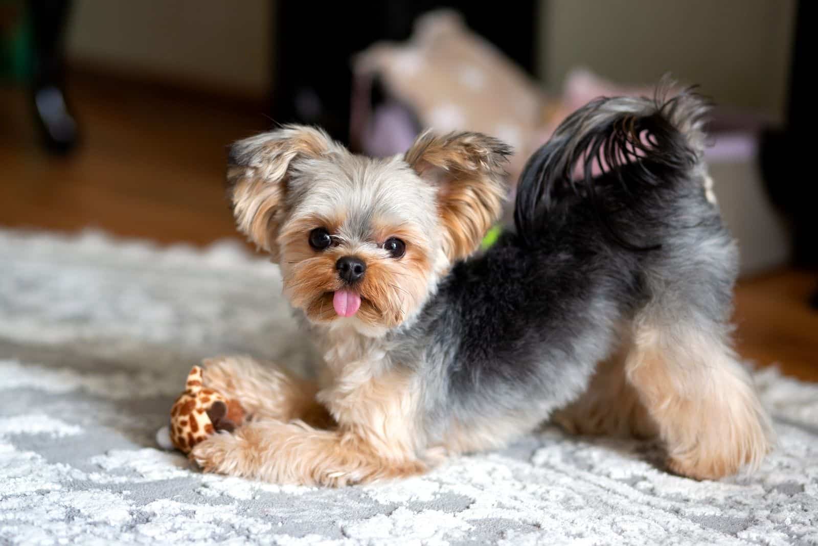 Are Yorkies Hypoallergenic? The Facts About Pet Allergies