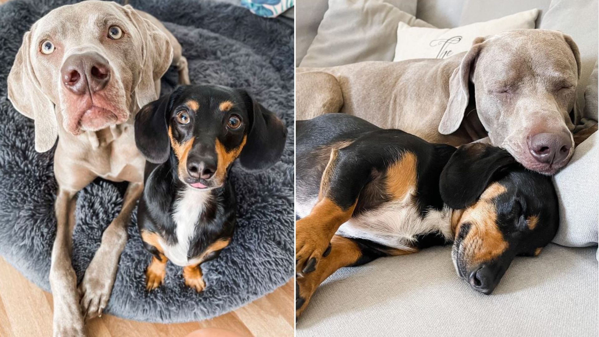 Arnold The Weimaraner Beats Anxiety Thanks To His Mini Dachshund Buddy