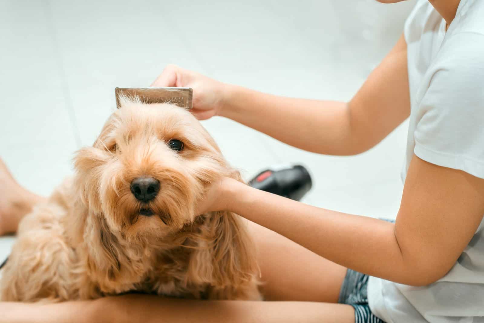 Asian woman owner grooming hair dryer to dry Cockapoo dog hair