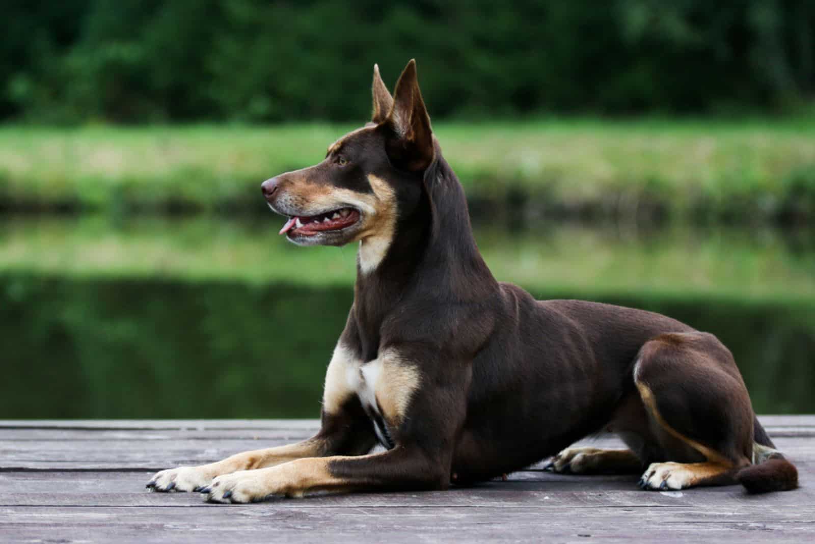 Attractive Australian sheep dog lies on a wooden pier