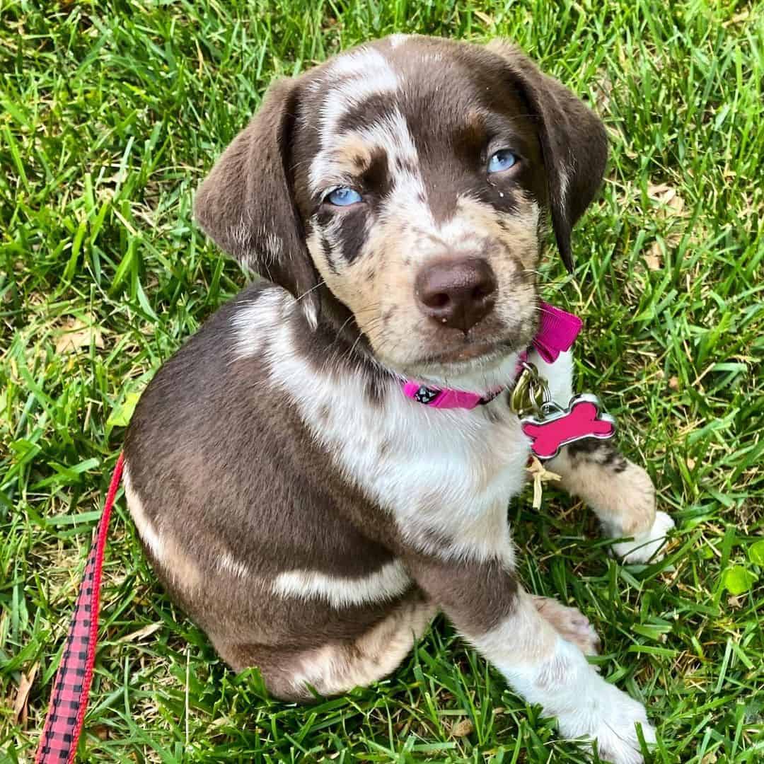 aussie doberman mix