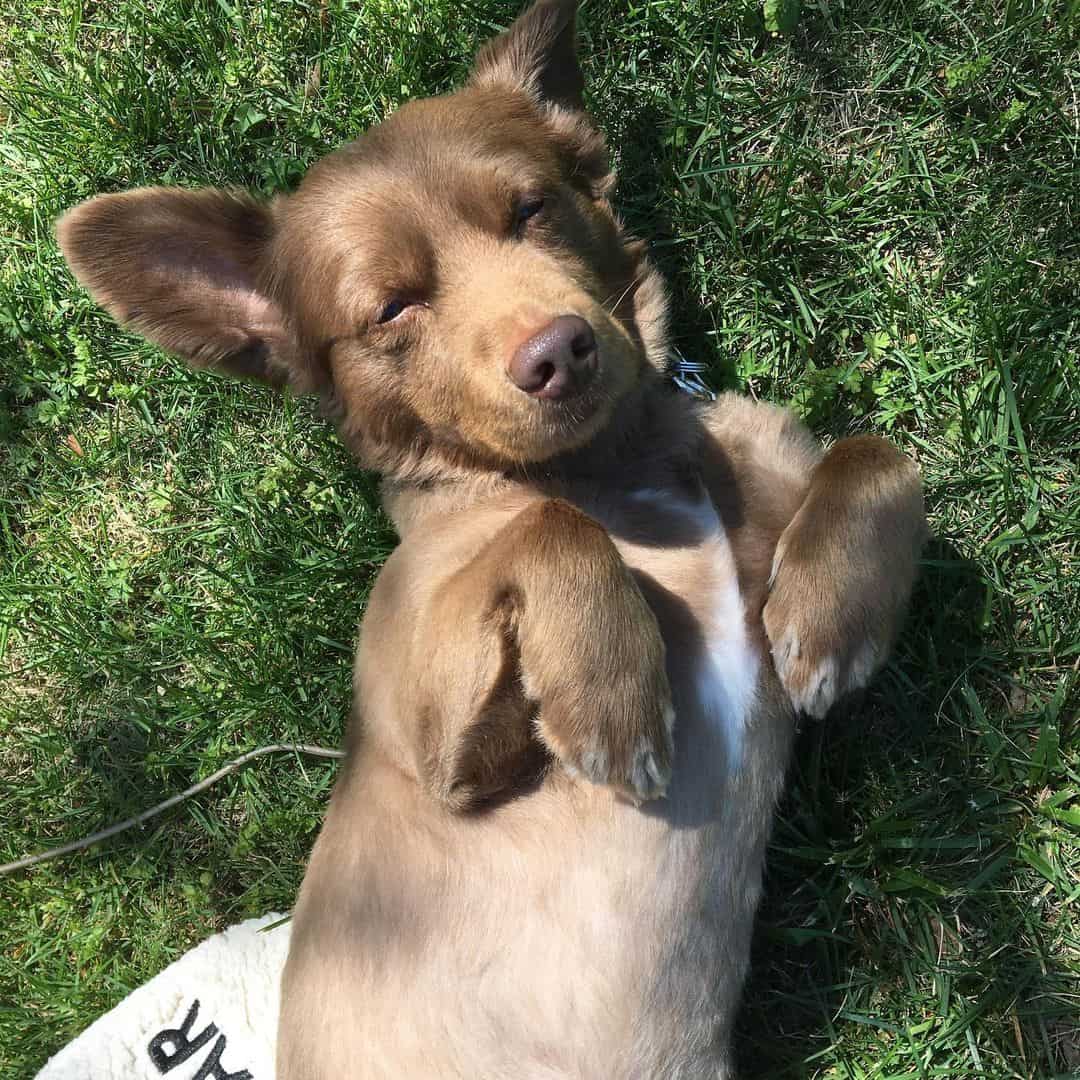 Aussie Doxie