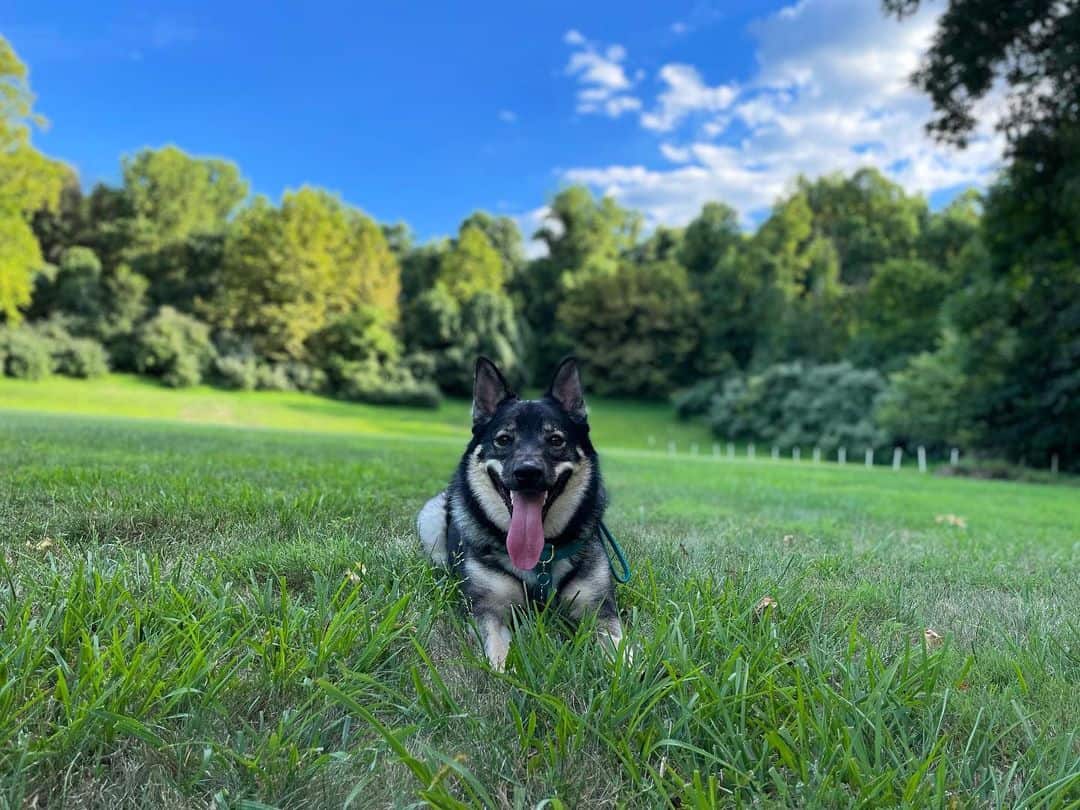 Aussie Elkhound